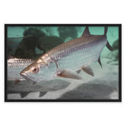 Tarpon Cruising Printify