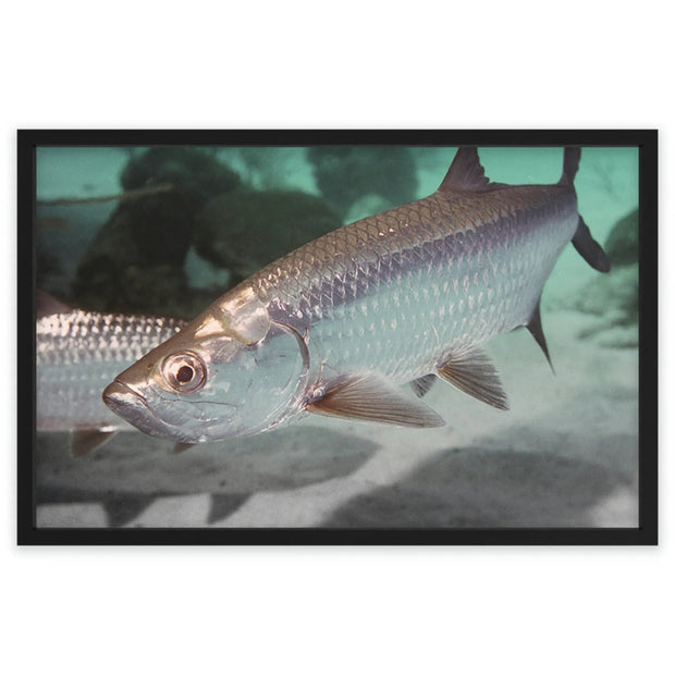 Tarpon Cruising Printify