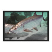 Tarpon Cruising Printify